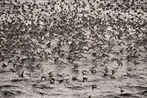 Phalaropus: Red-necked Phalaropes