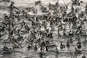 Phalaropus: Red-necked Phalaropes