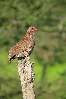 Rich Thomas: Red-necked Spurfowl / Francolin perched on a dead