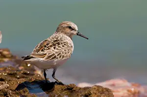 Ruficollis: Red-necked Stint - breeding plumage