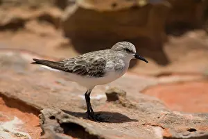 Ruficollis: Red-necked Stint - in winter plumage