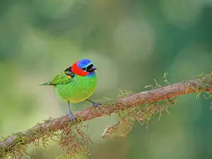 Tanager: Red Necked Tanager Tangara cyanocephala Atlantic