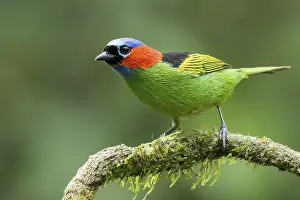 Tanager: Red-necked Tanager (Tangara cyanocephala) perched on a branch in the Atlantic Rainforest of Brazil