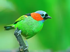 Paulo: Red-necked Tanager (Tangara cyanocephala), sitting
