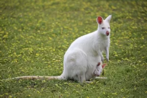 Macropus: Red-necked wallabies (Macropus rufogriseus), albino