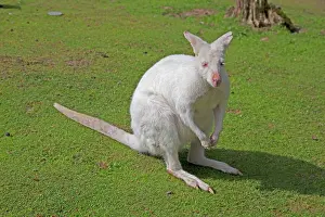 Albinos: Red Necked Wallaby - Albino