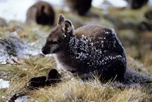 Bennett: Red-necked Wallaby / Bennett's Wallaby