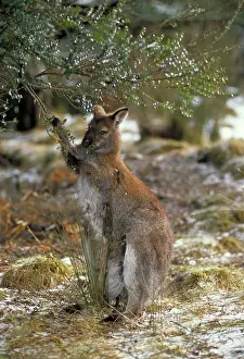 Bennett: Red-necked Wallaby / Bennett's Wallaby