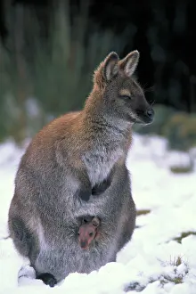 Pouches: Red-necked Wallaby / Bennett's Wallaby
