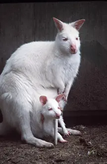 Albino: Red-necked Wallaby / Bennett's Wallaby - albino, with young