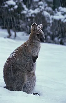 Bennett: Red-necked Wallaby / Bennett's Wallaby - In snow