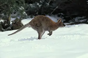 Bennett: Red-necked Wallaby / Bennett's Wallaby - In snow