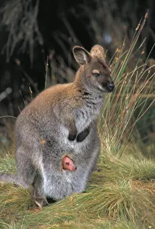 Pouches: Red-necked Wallaby / Bennett's Wallaby - With young