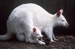 Albino: Red-necked Wallaby / Bennett's Wallaby - with young