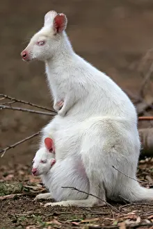 Bennett: Red-necked wallaby (Macropus rufogriseus), Bennett's