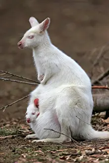 Bennett: Red-necked wallaby (Macropus rufogriseus), Bennett's