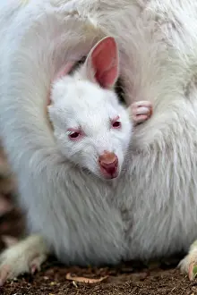 Bennett: Red-necked wallaby (Macropus rufogriseus), Bennett's