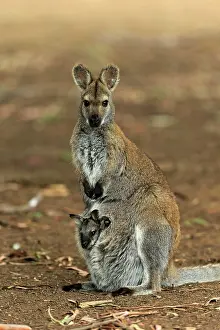 Bennett: Red-necked wallaby (Macropus rufogriseus), Bennett's