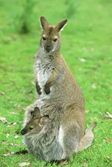 Macropus: Red-necked Wallaby, (Macropus rufogriseus)