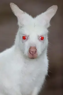 Macropus: Red-necked wallaby (Macropus rufogriseus), animal