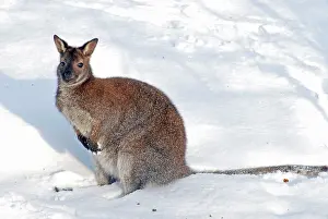 Rufogriseus: Red Necked Wallaby - in snow