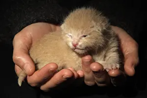 Softnesses: Red newborn kitten carryied in the hands