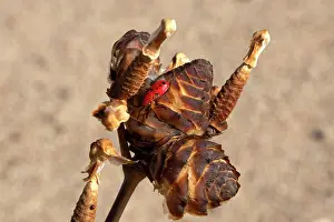 Nymph: Red nymph of Welwitschia bug on its cones flower in Namib-N
