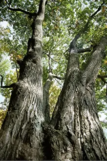 Level: RED OAK