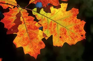 Rubra: Red oak, northern red oak (Quercus rubra), also