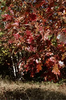 Allen Paterson: RED OAK TREE