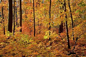 Champion: Red Oak Tree - in autumn
