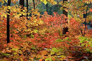 Champion: Red Oak Tree - in autumn