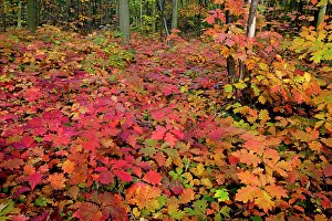 Champion: Red Oak Tree - in autumn