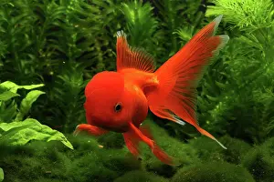 Characteristics: Red Oranda Goldfish