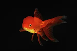 Characteristics: Red Oranda Goldfish