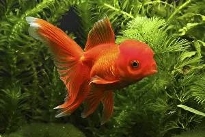 Mutations: Red Oranda swimming and aquarium plants