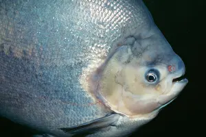 Colossoma: Red Pacu