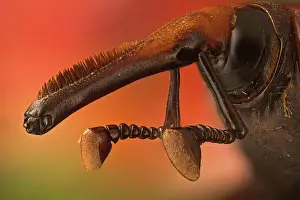 Ferrugineus: Red palm weevil (Rhynchophorus ferrugineus), South east Asia