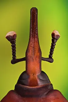 Ferrugineus: Red palm weevil (Rhynchophorus ferrugineus), South east Asia