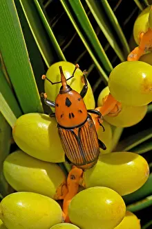 Arecaceae: Red palm Weevil (Rhynchophorus ferrugineus) on Canary