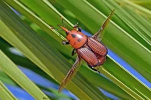 Arecaceae: Red palm Weevil (Rhynchophorus ferrugineus) on Canary
