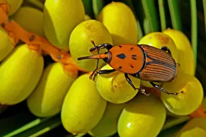 Arecaceae: Red palm Weevil (Rhynchophorus ferrugineus) on Canary