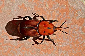 Ferrugineus: Red palm weevil (Rhynchophorus ferrugineus), palm