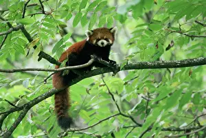 Sichuan: Red Panda