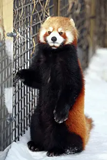 Panda: Red Panda