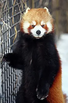 Panda: Red Panda