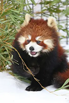 Panda: Red Panda