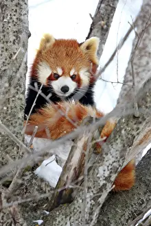 Panda: Red Panda