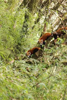 Panda: Red Panda
