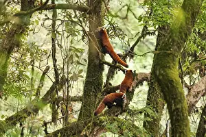 Panda: Red Panda